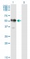 GAPDS Antibody (monoclonal) (M01)
